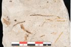Foto (Detailansicht) von Glyptostrobus europaeus Brongniart (NHMW-GEO-2024-0188-6766)